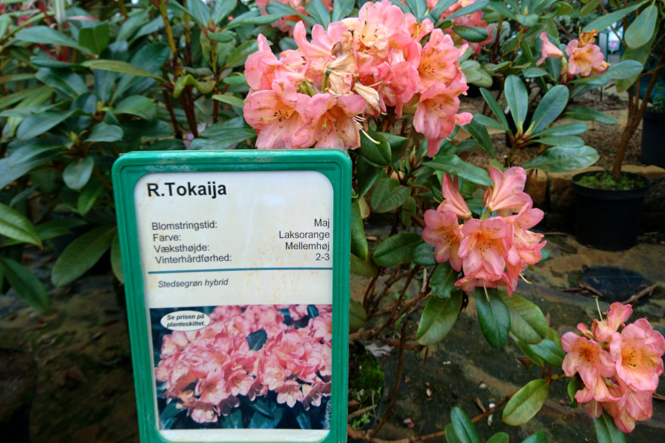 Рододендрон "Tokaija" в питомнике Rhododendron-Haven