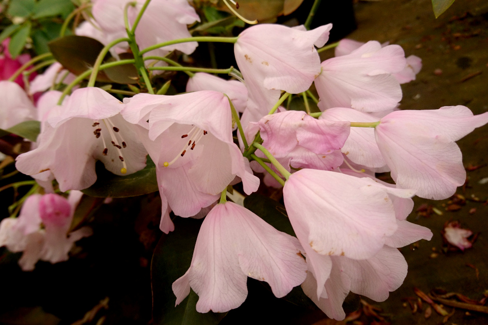 Рододендрон “Blauköpfchen”. Фото 29 мая 2019, Rhododendron-Haven
