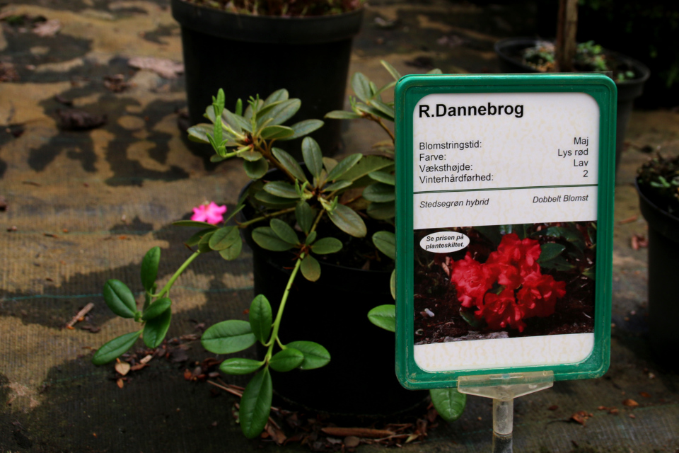 Рододендрон с именем датского флага Даннеброг “Dannebrog”