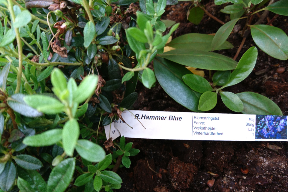 Рододендрон “Hammer blue”. Фото 29 мая 2019, Rhododendron-Haven