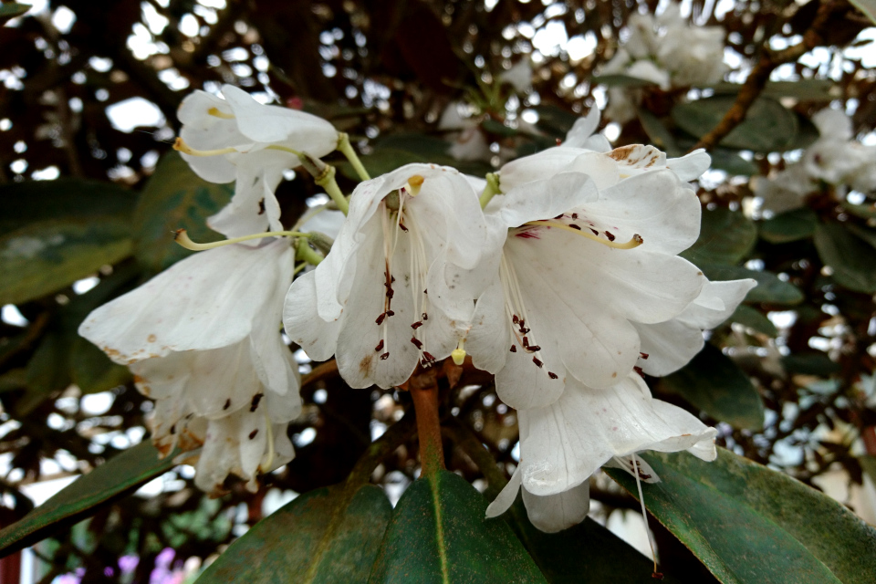 Цветы "королевского" рододендрона “Rex”. в питомнике Rhododendron-Haven