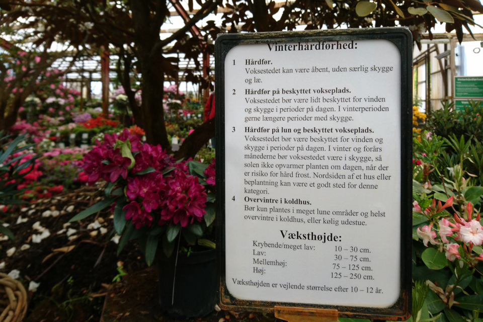 Табличка с описанием основных характеристик рододендронов