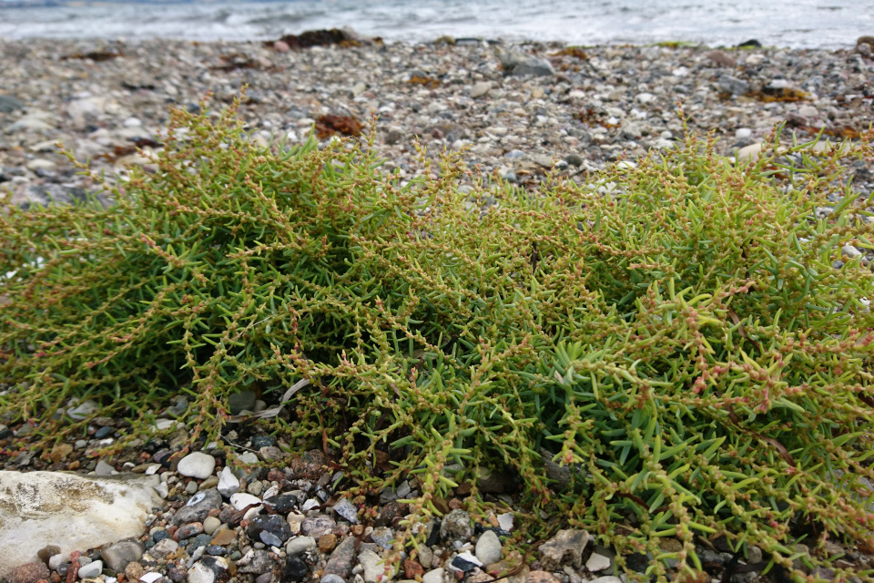 Сведа (лат. Suaeda maritima, дат. strandgåsefod) - представитель прибрежной флоры