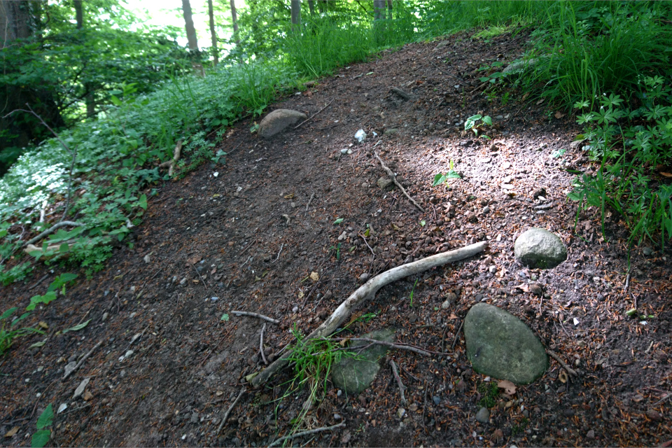 Камни на поверхности предполагаемой курганной насыпи. Фото 11 июн. 2020, парк Марселисборг, г. Орхус (Aarhus) / Хойбьерг (Højbjerg), Дания