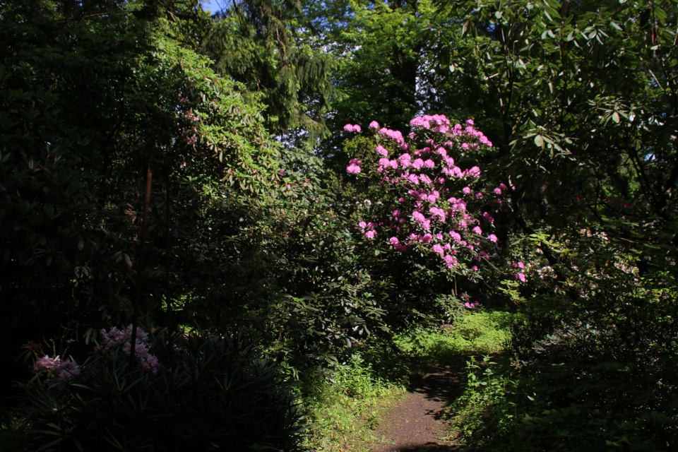 В лесо-парке рододендронов Тёрринг / Tørring, Дания. Фото 29 мая 2019
