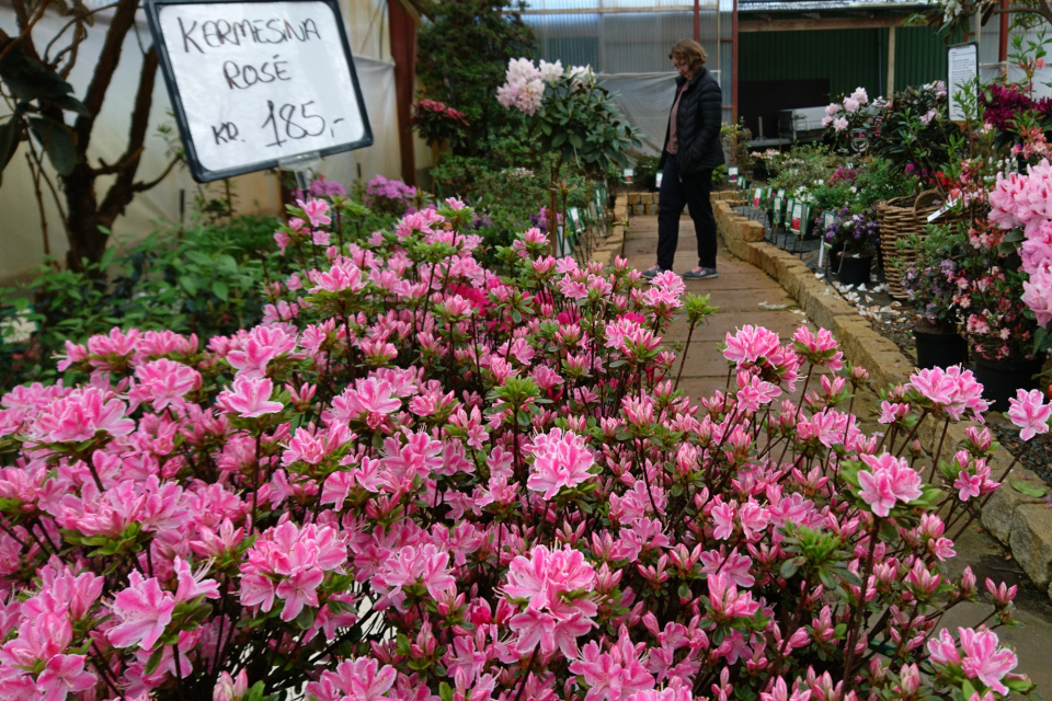 Азалия “Kermesina Rosé” с розовыми цветами с белыми полосками