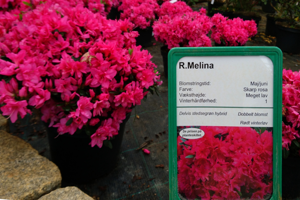 Низкорослый обильноцветущий сорт рододендрона - азалии, сорт “Melina” 