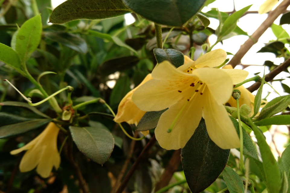 Цветочки и семенные завязи рододендрона “Mozari”