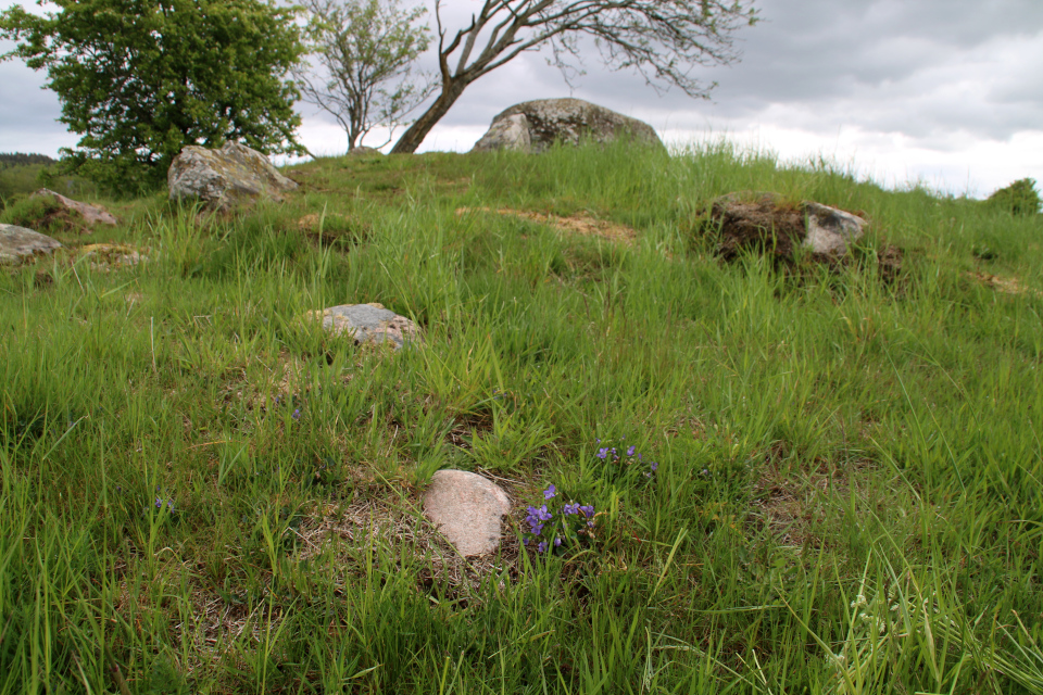 Фиалка душистая (лат. Viola odorata) посреди мегалитов