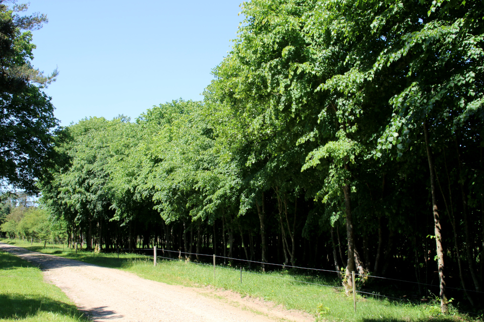 Плантация липы (лат. Tilia cordata, дат. småbladet lind). Плантация липы (лат. Tilia cordata, дат. småbladet lind).
