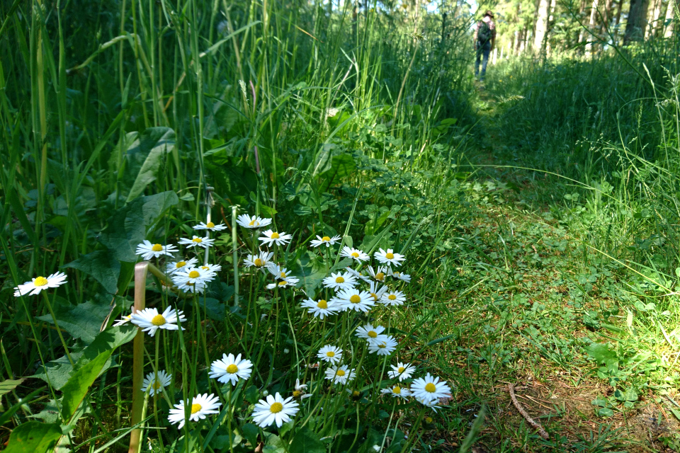 Маргаритки (лат. Bellis perennis, дат. tusindfryd) растут среди травы