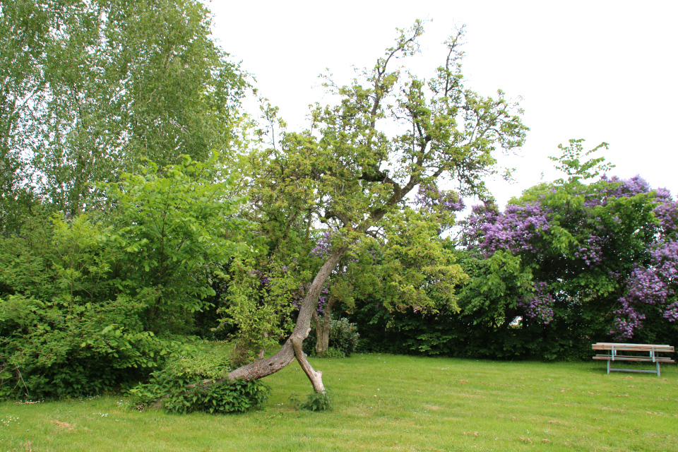 Старое дерево груши с подпоркой в саду возле парковки