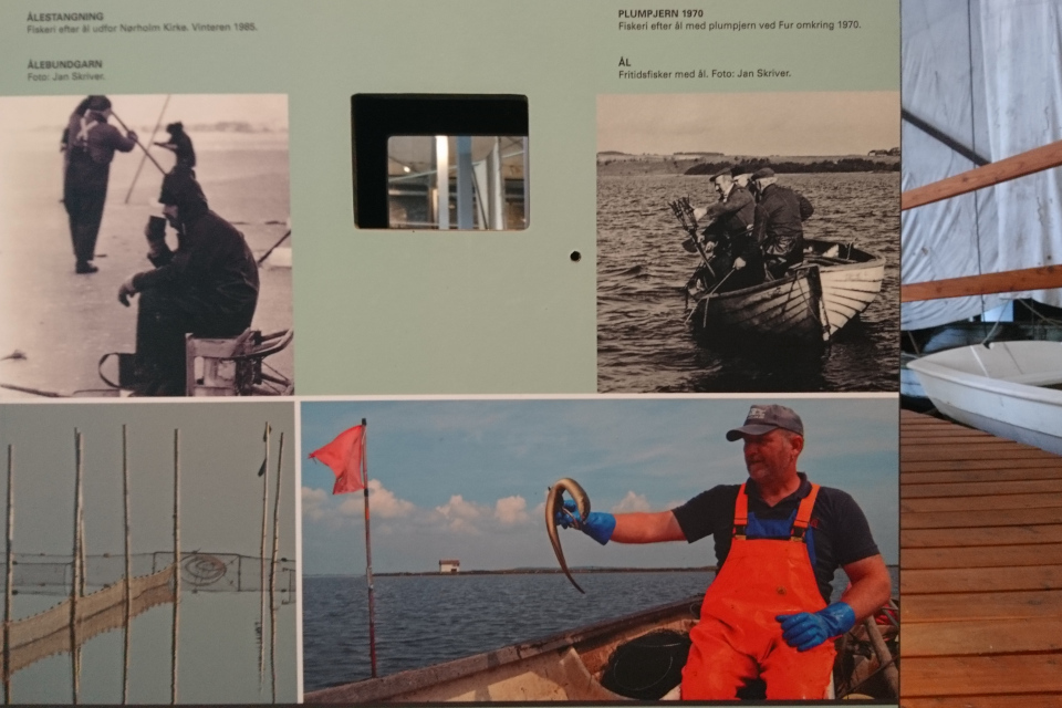 Фотографии ловли угря рыболовами-любителями в 1970 - 2000 годах в Дании