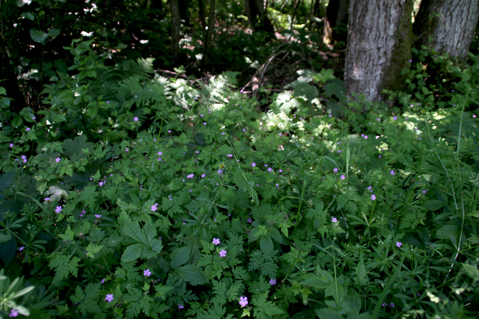 Герань лесная (лат. Geranium sylvaticum, дат. Skov-Storkenæb) в цвету
