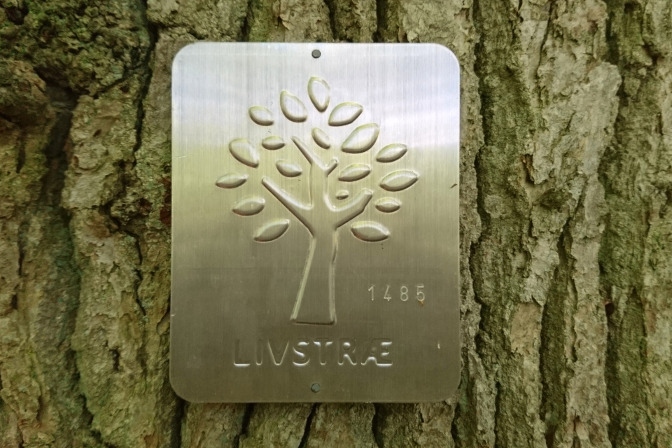 Металлическая табличка на старом дубе - дереве жизни (дат. Livstræ)