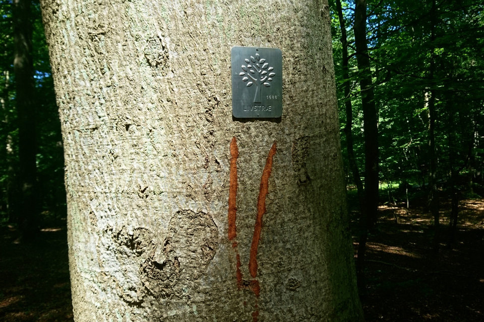 Дерево жизни - бук. Металлический сертификат (Livstræ) 