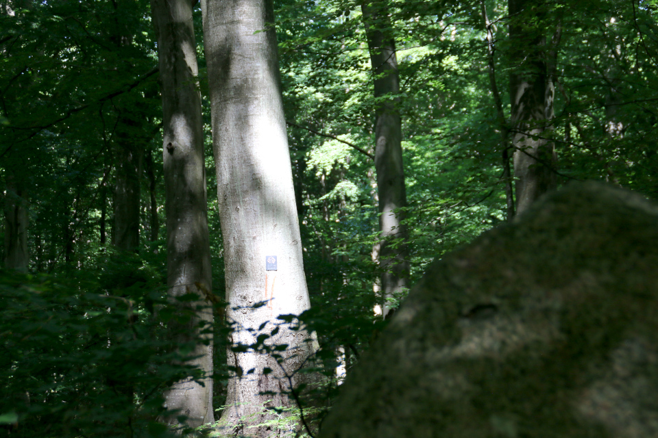 Дерево жизни - бук в лесу, где сохранились разрушенные мегалиты