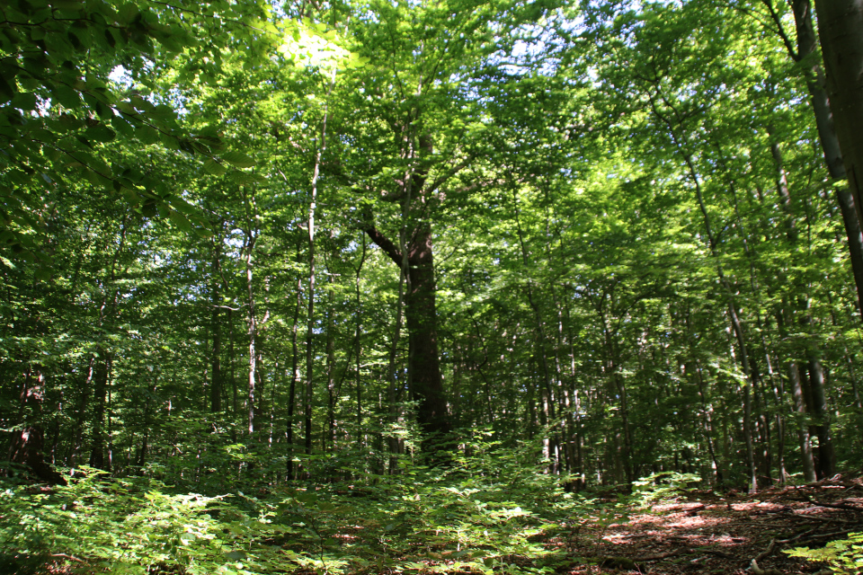 Дуб черешчатый (Quercus robur) - дерево жизни в буковом лесу Мосгорд