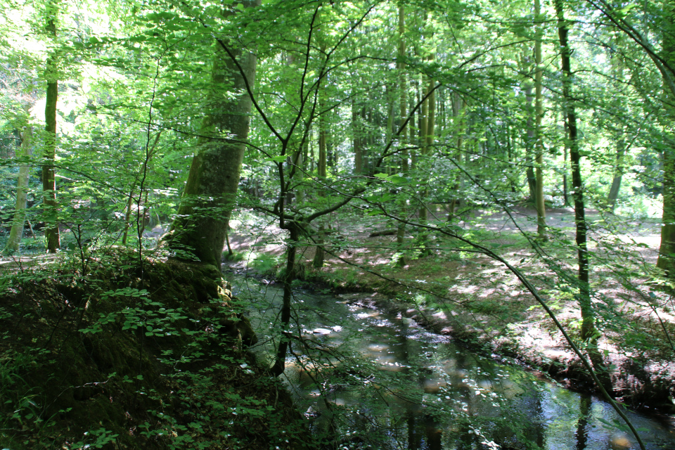 Дерево жизни - бук, растущий возле лесной речушки Гиберго (Giberå) 