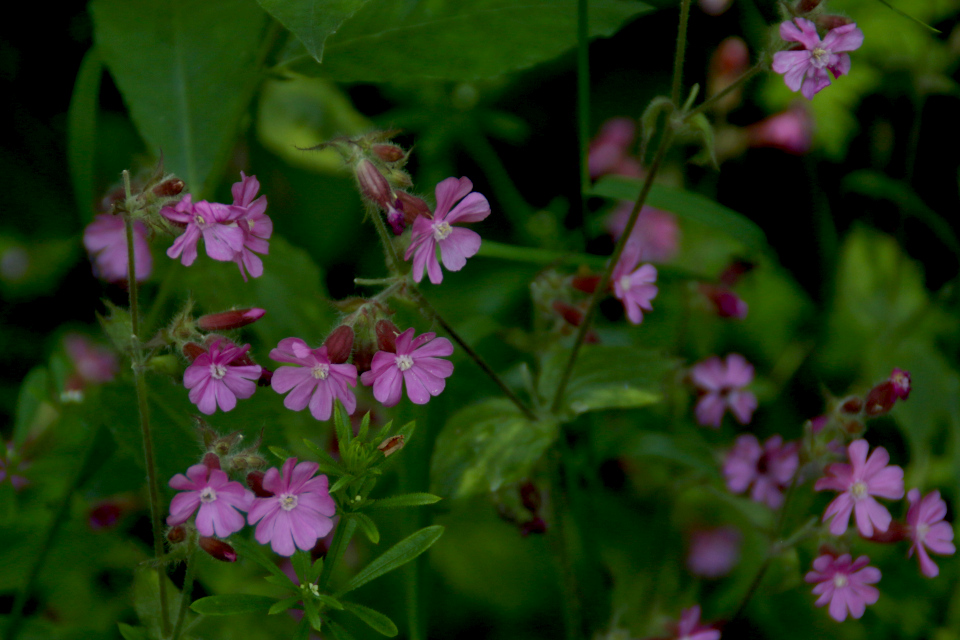 Цветы дрёмы двудомный (лат. silene dioica, дат. Dagpragtstjerne) Цветы дрёмы двудомный (лат. silene dioica, дат. Dagpragtstjerne)