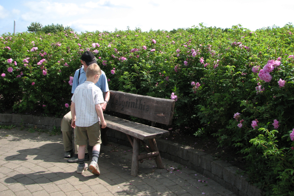 Скамеечка посреди лабиринта из роз в парке Лабиринтия (Labyrinthia)