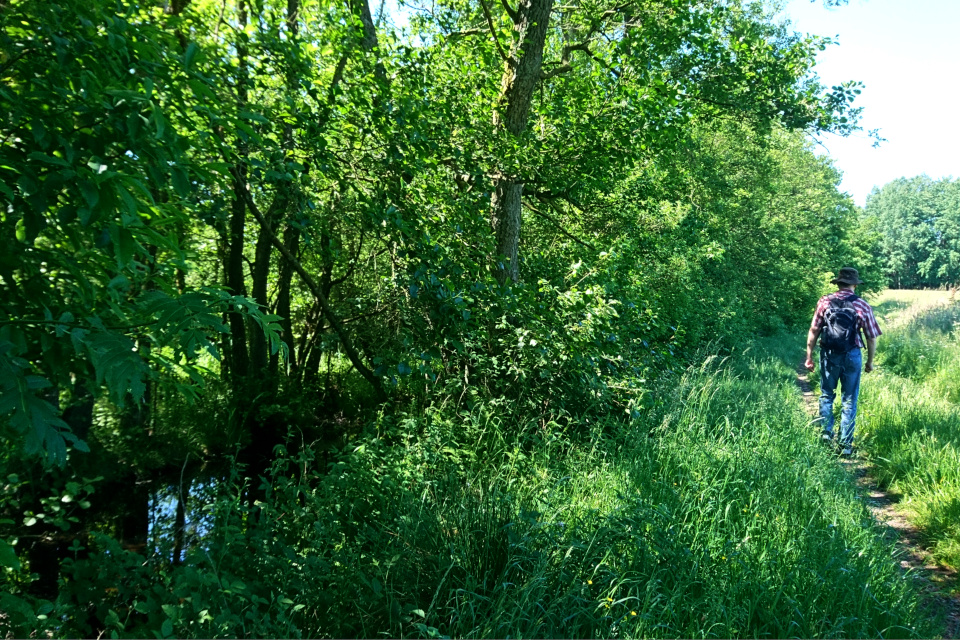 Тропинка вдоль реки Гудено (Gudenå) в лесу бывшего монастыря Виссинг