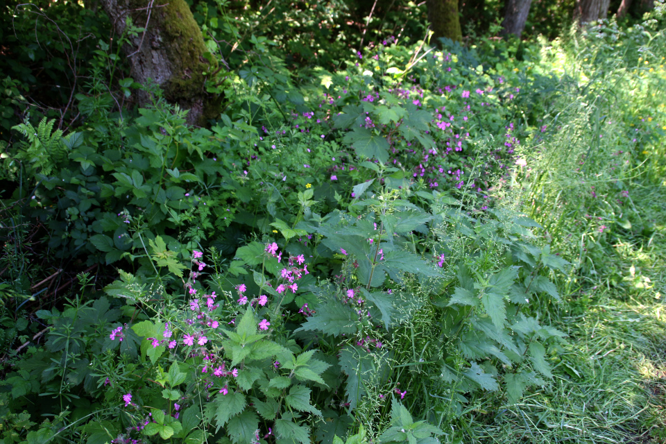 Дрёма двудомная (лат. Silene dioica, дат. Dagpragtstjerne) 