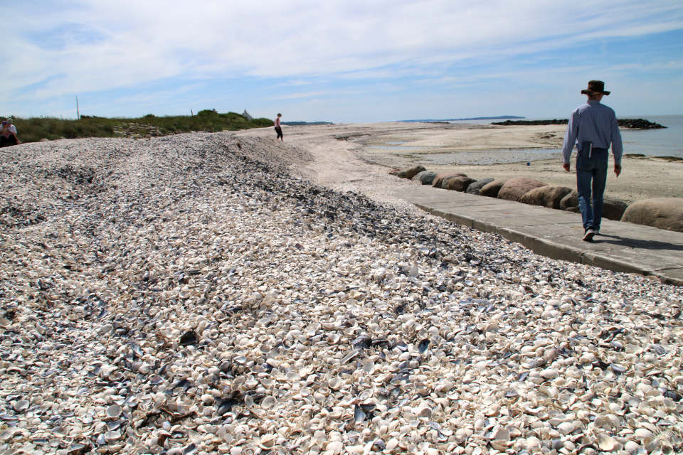 Берег с ракушками моллюсков вдоль канала Фредерика 7, Дания