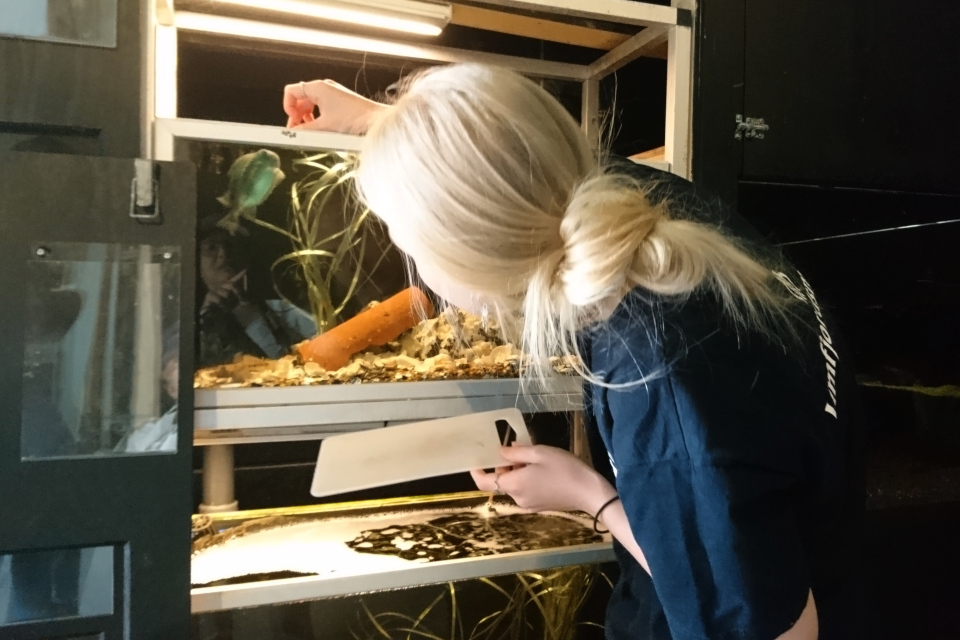 Сотрудница музея Лимфьорд кормит рыбу Пинагор