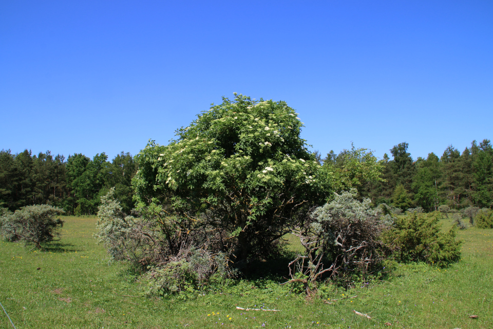 Бузина чёрная (лат. Sambucus nigra, дат. Almindelig hyld) 