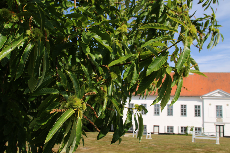 Каштан посевной (лат. Castanea sativa, дат. Ægte Kastanie) во дворе замка Фуссингё