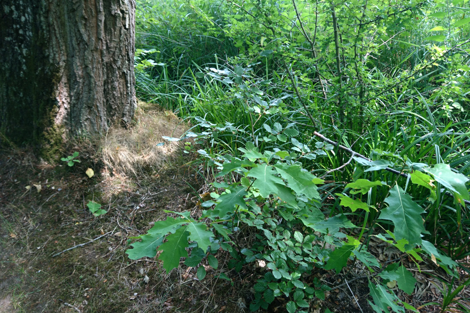 Дуб красный (лат. quercus rubra, дат. Rødeg) прорастает самосевом