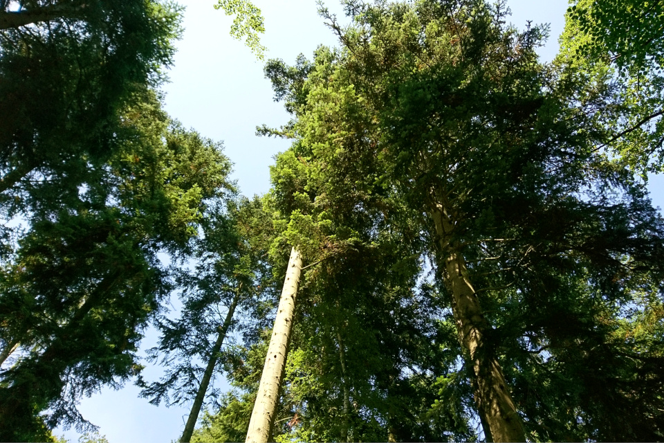 Пихты Дугласа в лесу. Фото 20 июл. 2018, г. Рандерс / Randers, Дания 