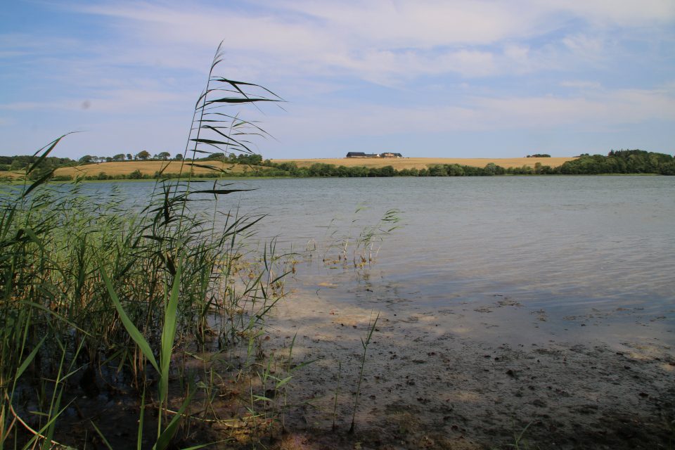 Тростник обыкновенный или тростник южный (лат. Phragmites australis)