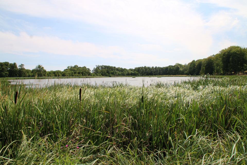 Озеро зарастает рогозом (лат. Typha, дат. Dunhammer)