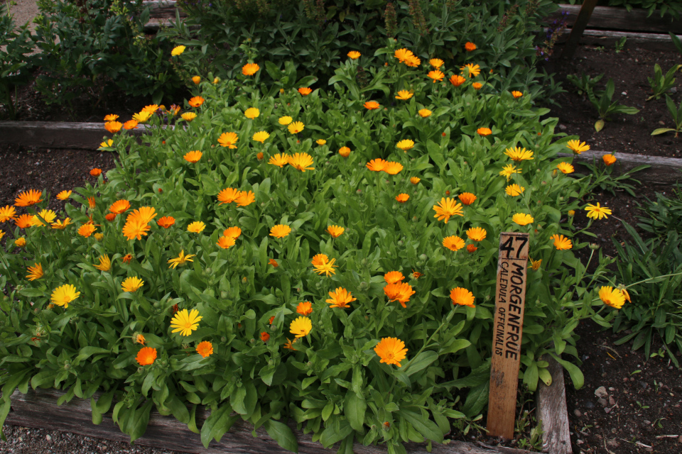 Календула лекарственная (лат. Calendula officinalis, дат. Morgenfrue)