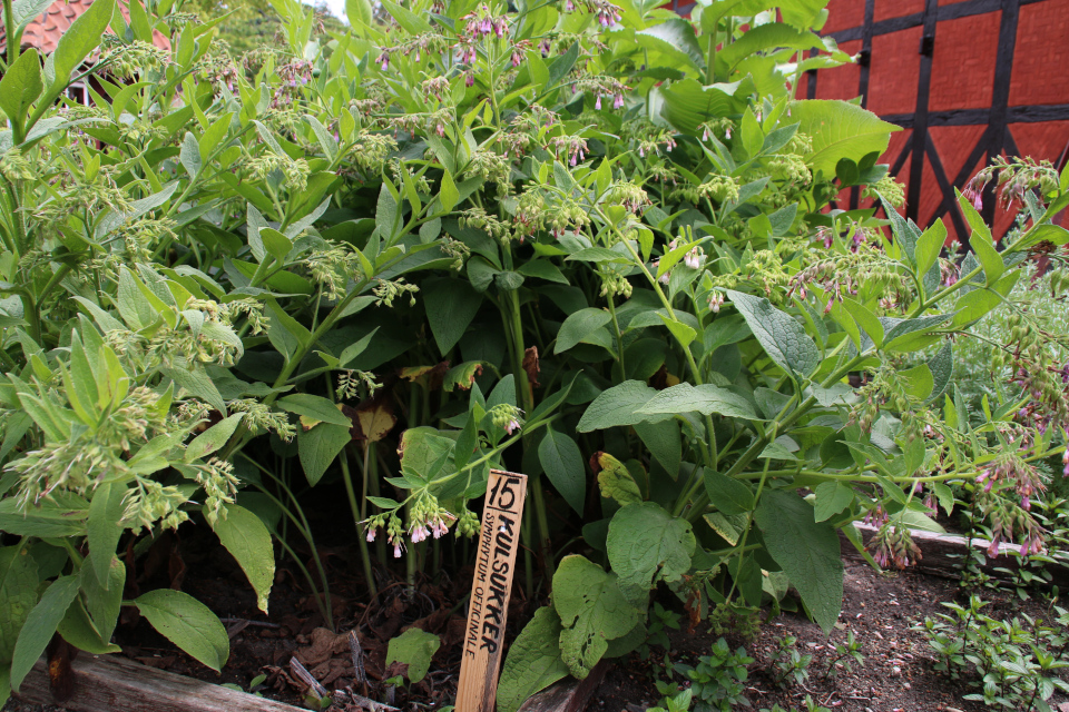 Окопник лекарственный (лат. Symphytum officinale, дат. Kulsukker)