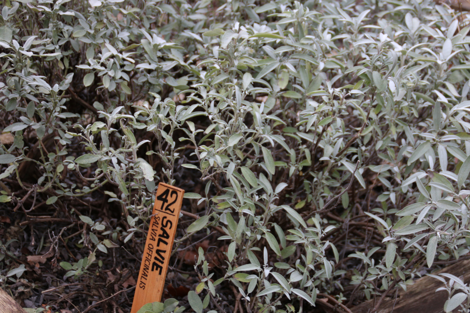 Шалфей лекарственный (лат. Salvia officinalis, дат. Salvie)