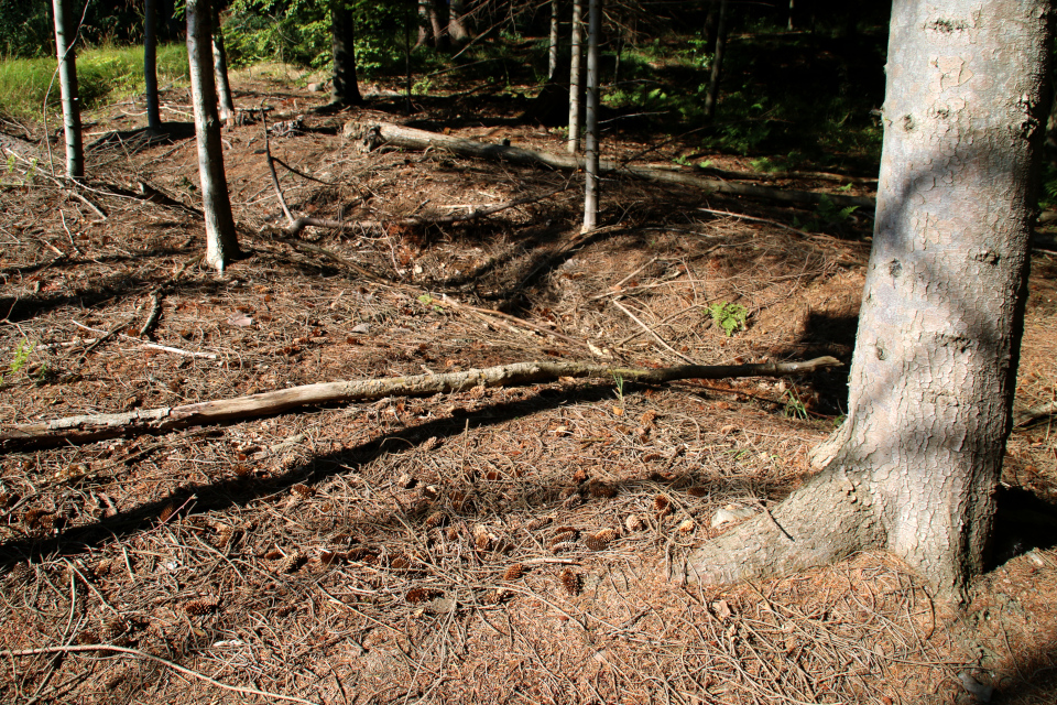 Дренажные канавы в лесопосадках с ситхинскими елями