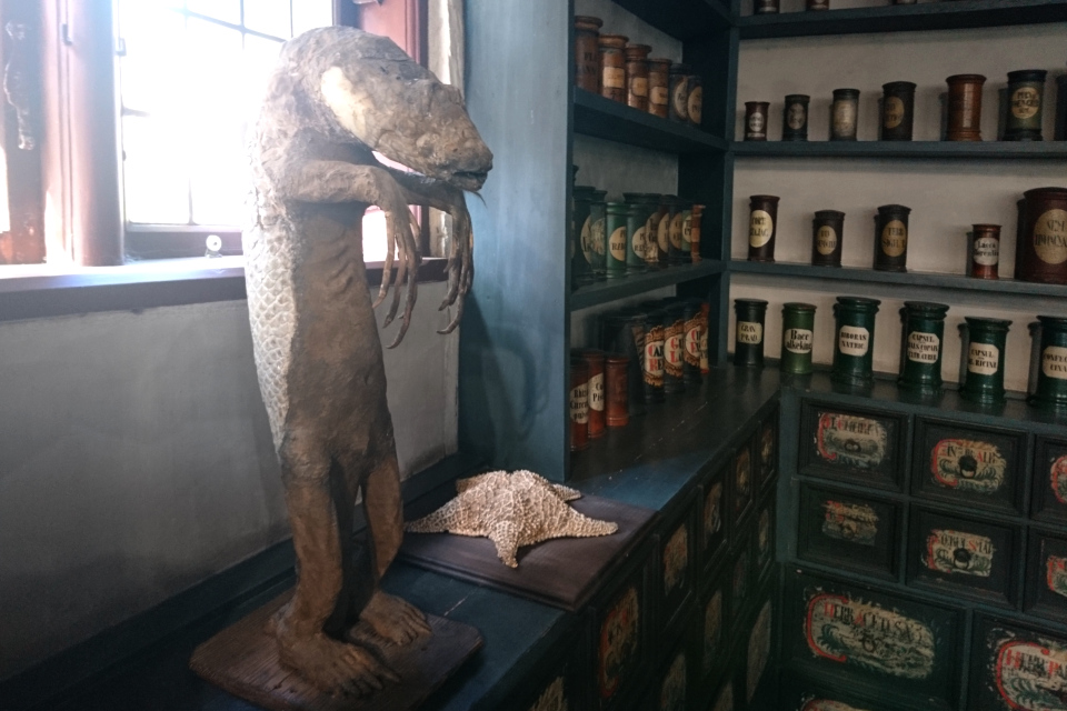 "Морская обезьяна" и морская звезда в старой аптеке