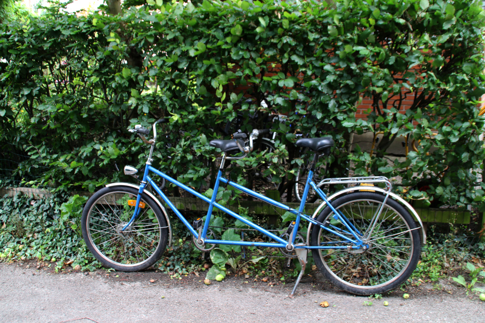 Тандем - велосипед для двоих около буковой ограды