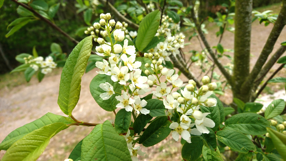 Черёмуха обыкновенная (дат. Almindelig hæg, лат. Prunus padus). Транбьерг, Дания. 29 апр. 2020