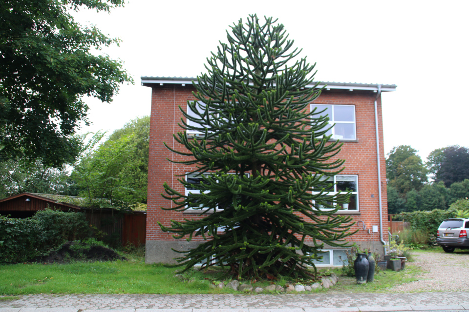 Араукария чилийская (лат. araucaria araucana, дат. Abernes skræk)