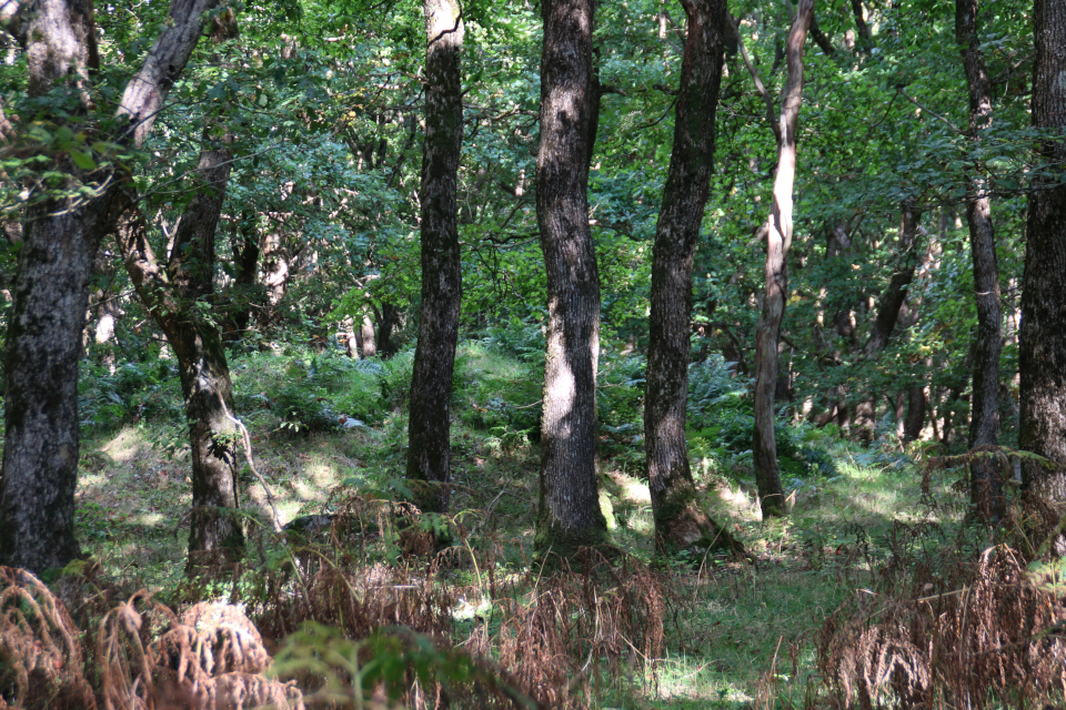 Курган в окружении дубов черешчатых (лат. Quercus robur)