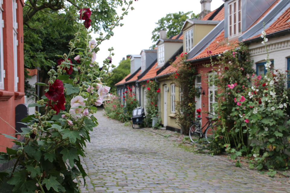 Цветущие мальвы возле домов на улице Мёллестиен (Møllestien)
