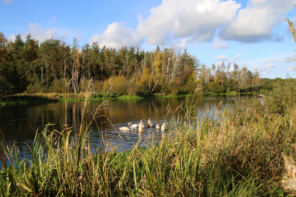 Лебеди на реке Гудено недалеко от деревни Охусе (Åhuse)