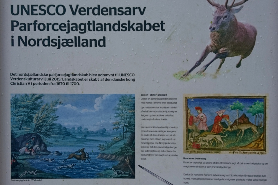 Картины с информационного щита про охоту с собаками на оленя
