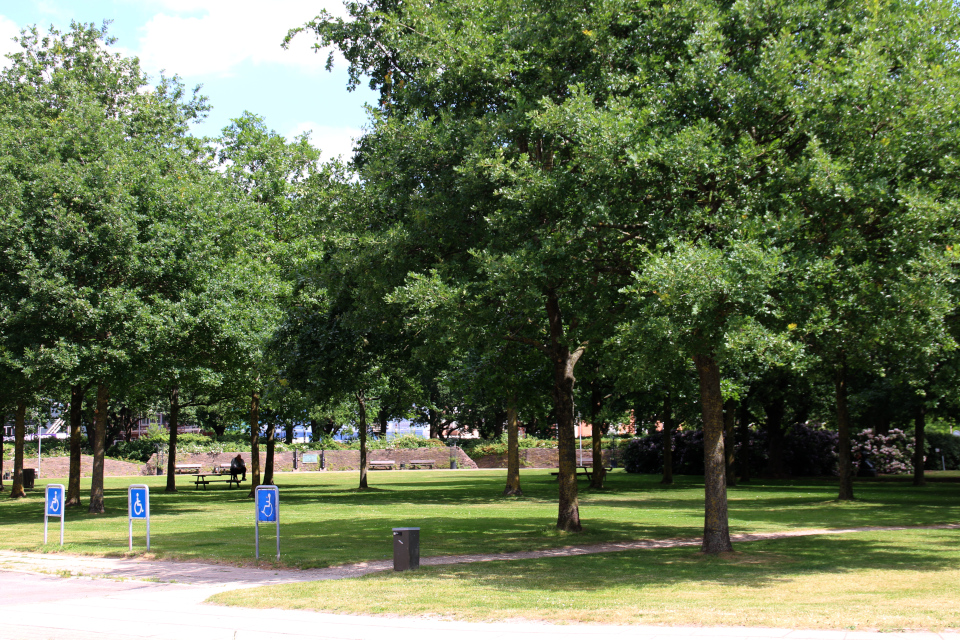 Полувековые дубы в городском парке Витуса Беринга в г. Хорсенс (Horsens), Дания. Фото 1 июля 2021