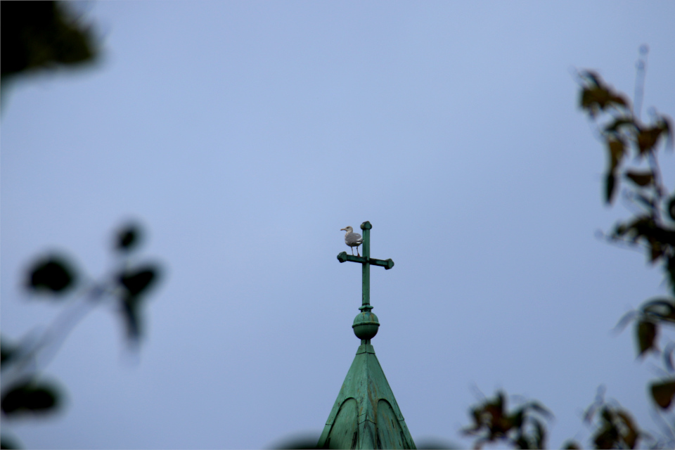 Чайка использует крест для обзора, церковь Обю, г. Обюхой / Åbyhøj, Дания