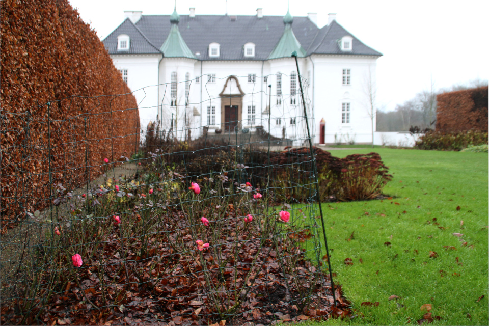 Зимние розы за оградой на клумбе возле дворца Марселисборг
